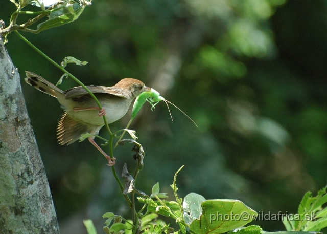 puku rsa 218.jpg - White-tailed Crested Flycatcher (Elminia albonotata)